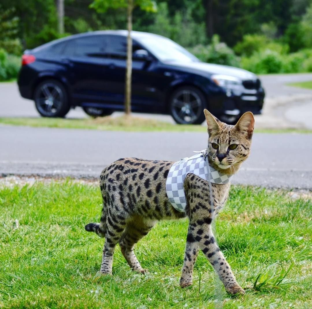 Американский гибрид