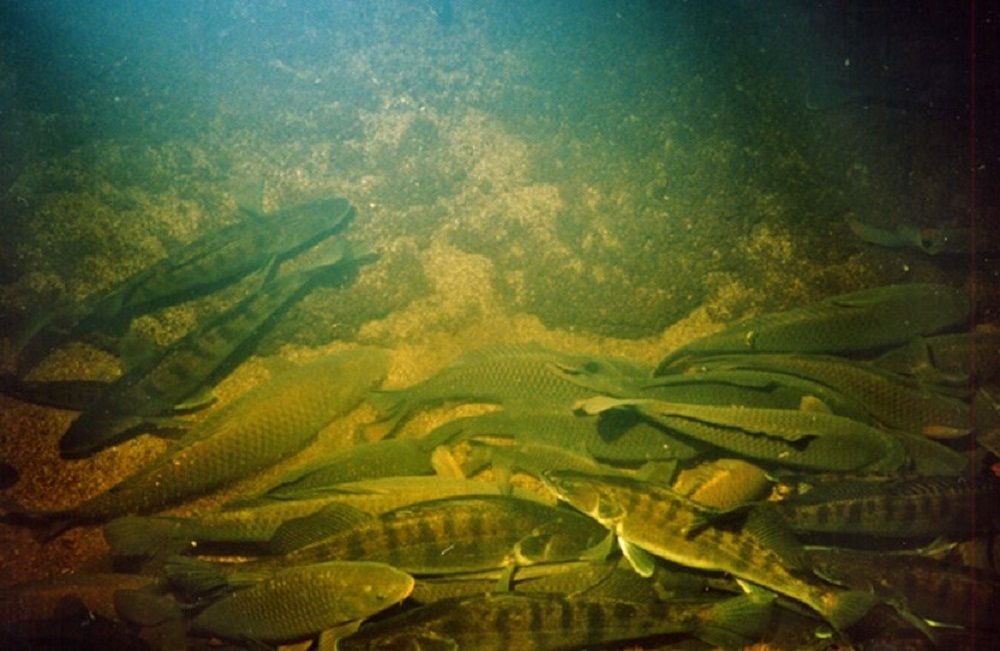 Яма на дне озера. Зимовальные миграции рыб. Зимовальная яма для рыб что это. Речное дно. Подводный мир реки.