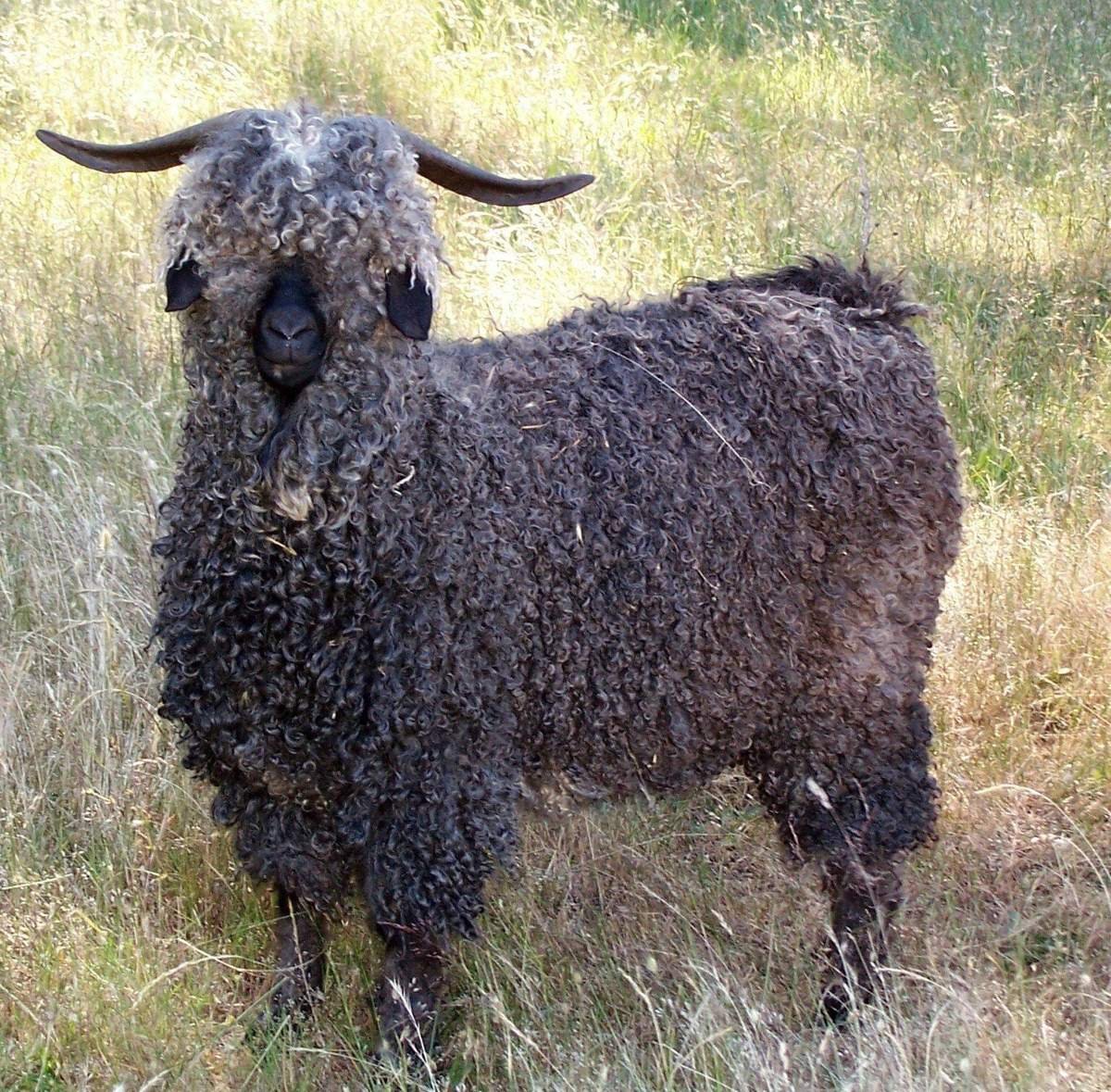 Пуховые козы породы фото и названия