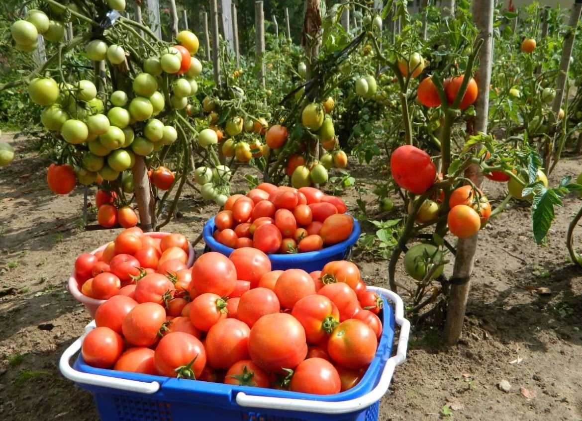 Получить хороший урожай помидор. Помидоры в огороде. Богатый урожай томатов. Урожай помидоров в ведре. Урожай томатов дача огород.