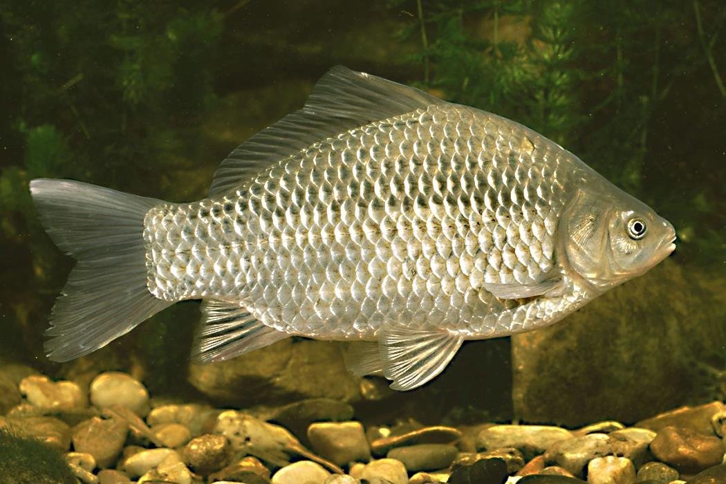 Карась фото рыба. Серебряный карась (Carassius gibelio). Серебряный карась - Carassius auratus gibelio. Carassius auratus серебряный карась. Карась обыкновенный Carassius Carassius.