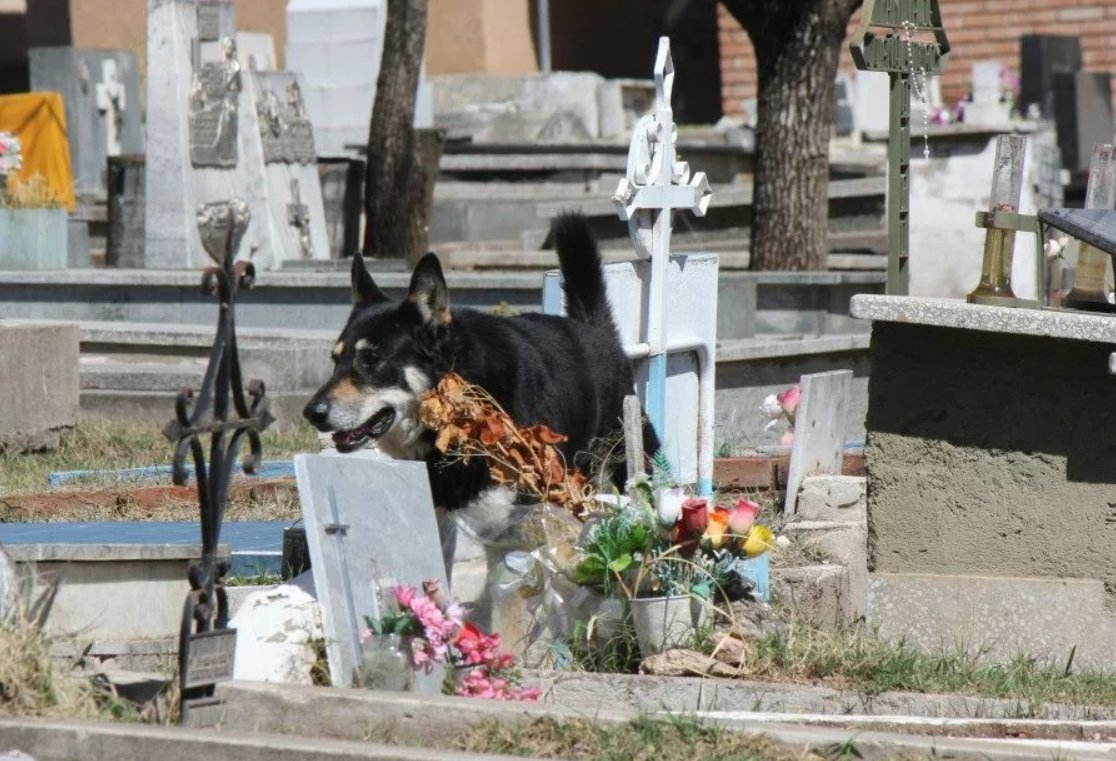 Хозяин кладбища фото