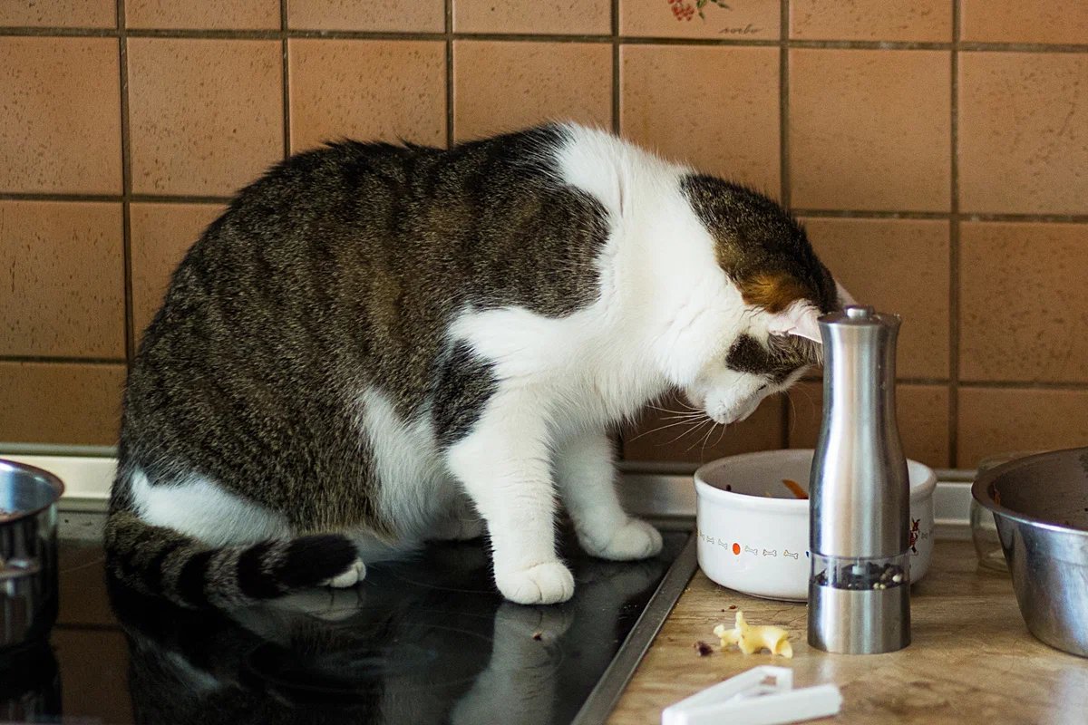 Что делать если кошку тошнит. Коты рыгают. Кошачья блевотина. Пожилая кошка и еда.