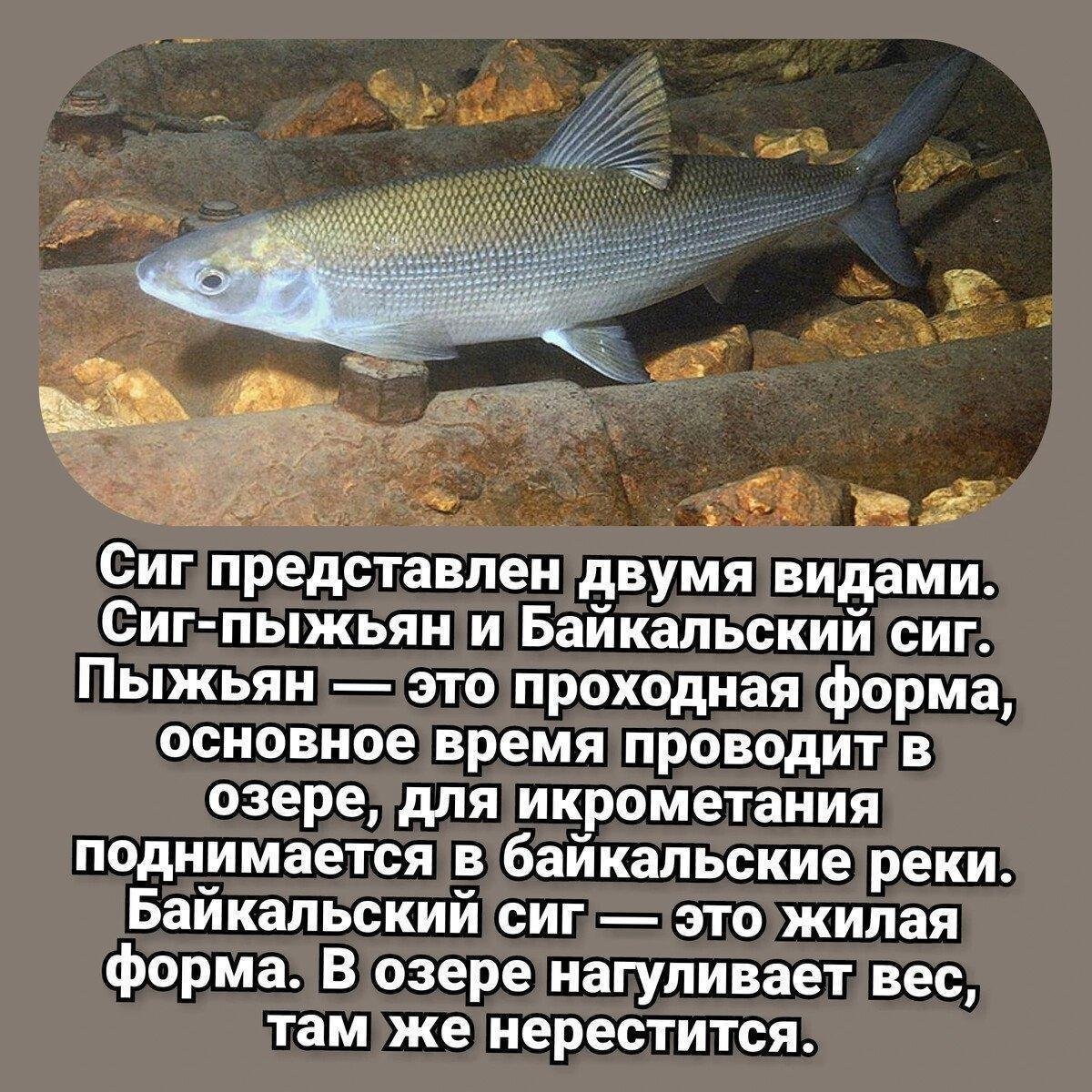 Пресноводная Озёрная рыба Карелии