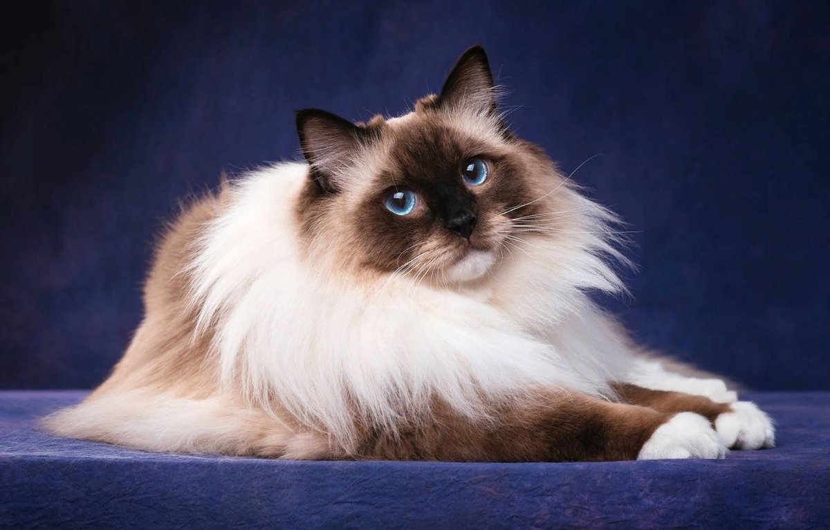 Балинезийская кошка длинношерстная