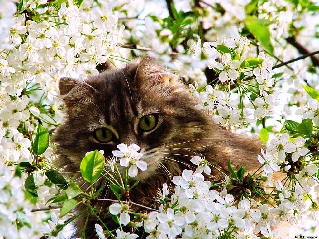 Весенняя кошечка. Кошки весной. Весеннее настроение.