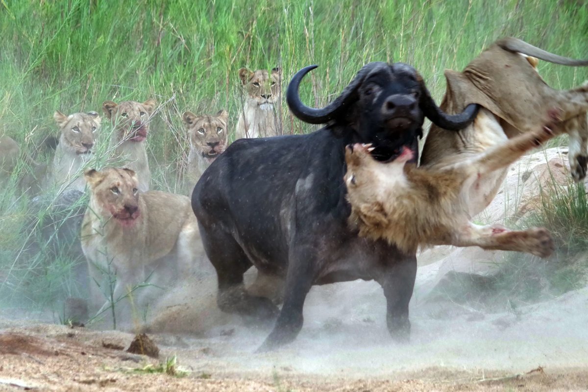 Охота Львов в дикой природе на буйволов
