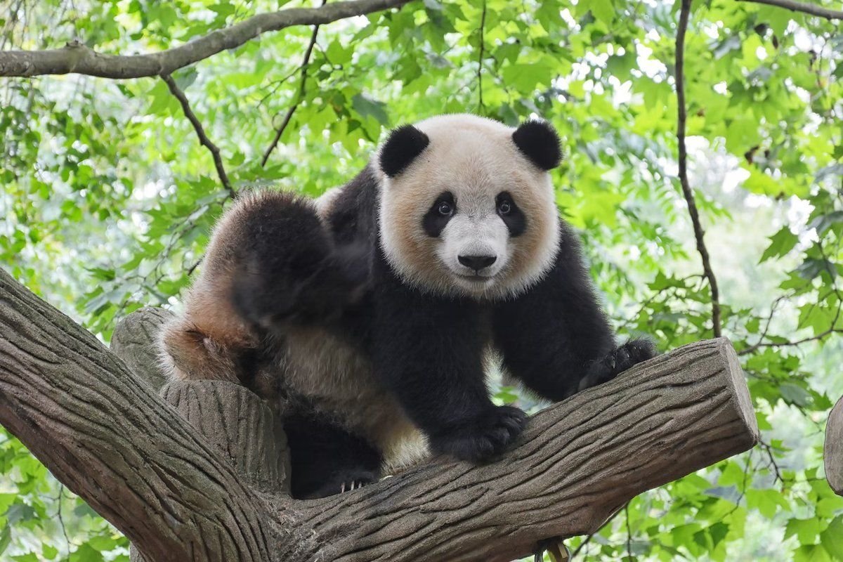 Панда. Панда в Московском зоопарке. Азия Панда. Вишневая Панда.