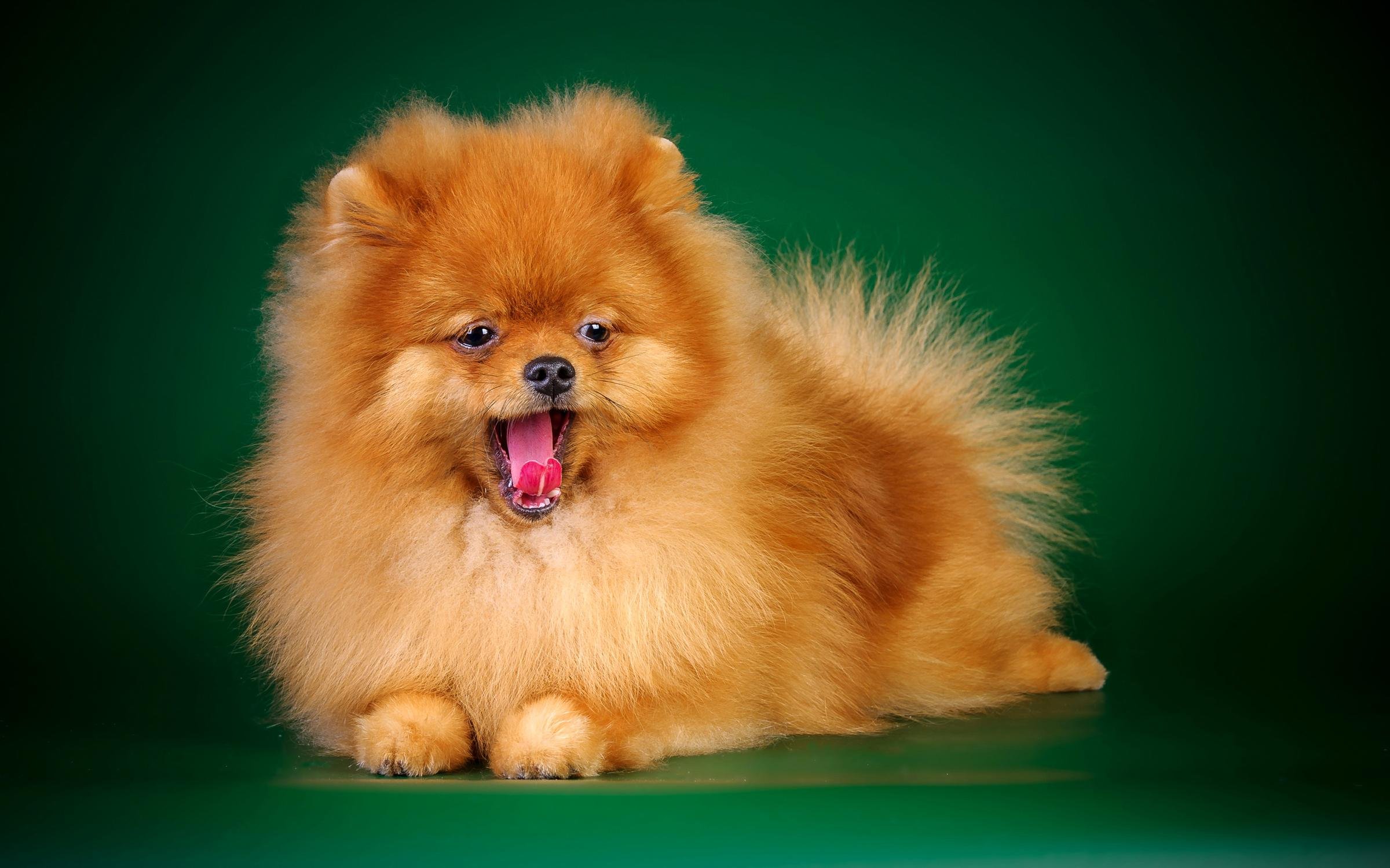 Pomeranian Dog цена