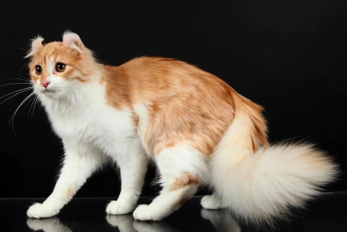 Ориентальная кошка рыжая. Бело рыжий кот порода. Кошка американский керл. Окрас ред пойнт тайская. Турецкий ван короткошерстный.
