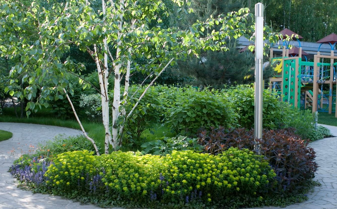 Дерен Элегантиссима (elegantissima)