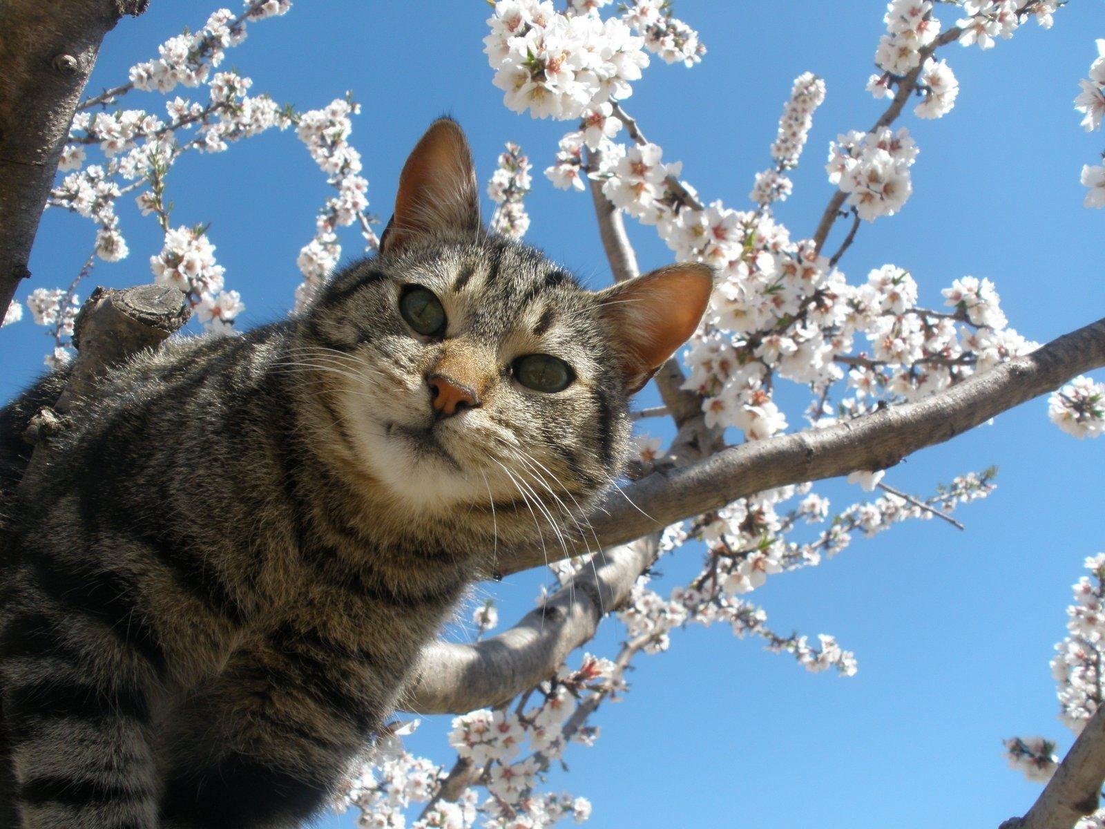 Кошки весной фото