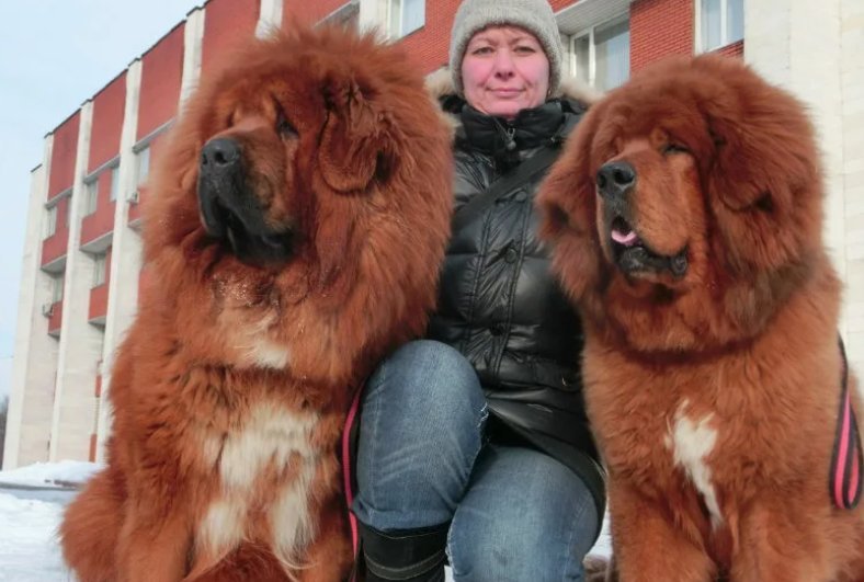 Тибетский мастиф в москве