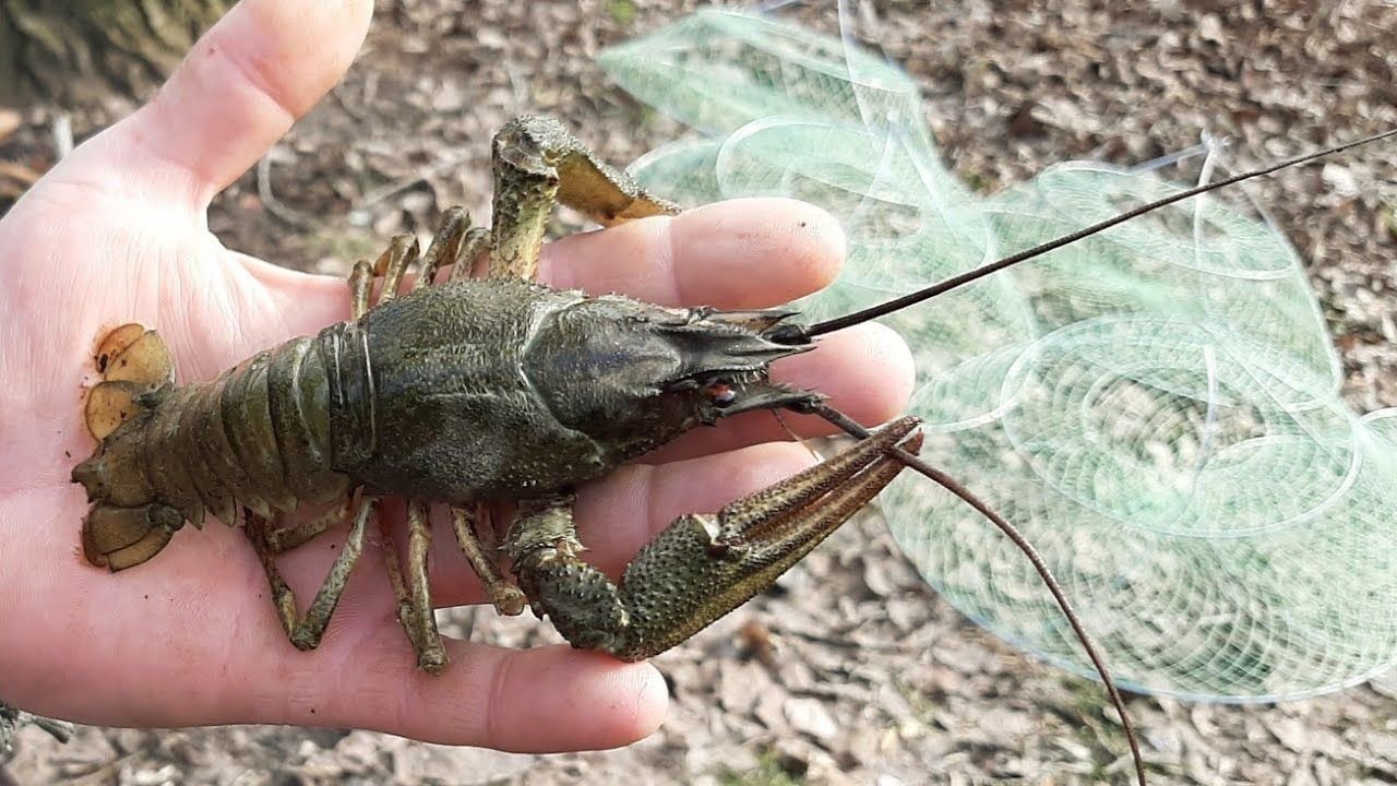 Пресноводные ракообразные. Рачок под камнем. Astacus astacus. Речные рачки. Рачки обитание.