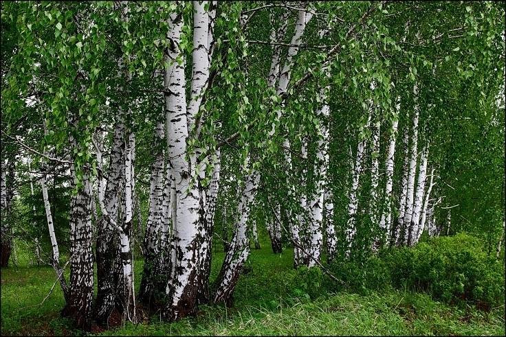 Сибирская береза фото