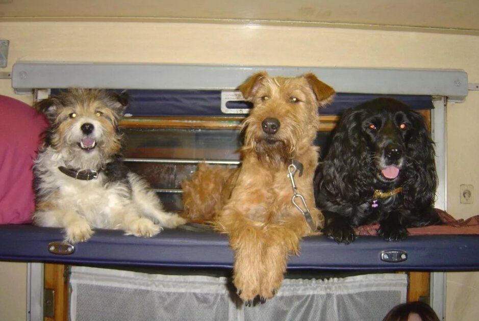 Как провезти собаку в поезде. Вагон для перевозки собак. Собака в поезде. Собака в вагоне. Вагоны для пассажиров с животными.