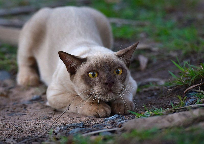 Кошка перед прыжком фото