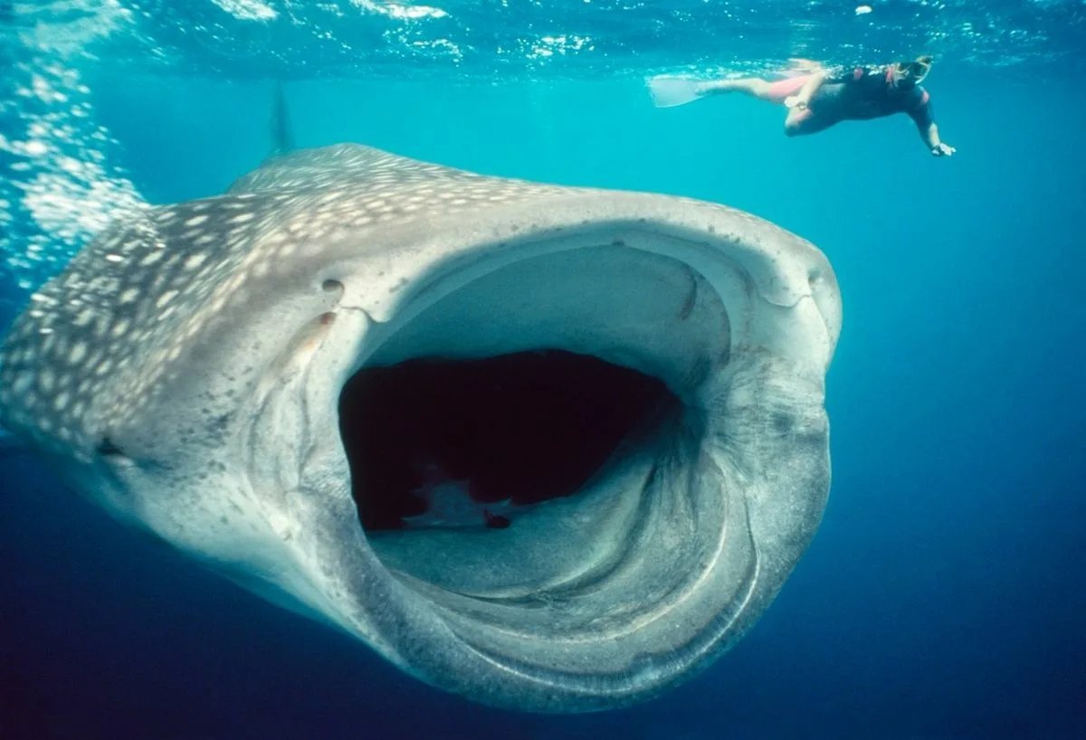 Громадный рот. Гигантская китовая акула. Китовая акула с открытым ртом. Самая большая китовая акула. Огромные рыбы в океане.