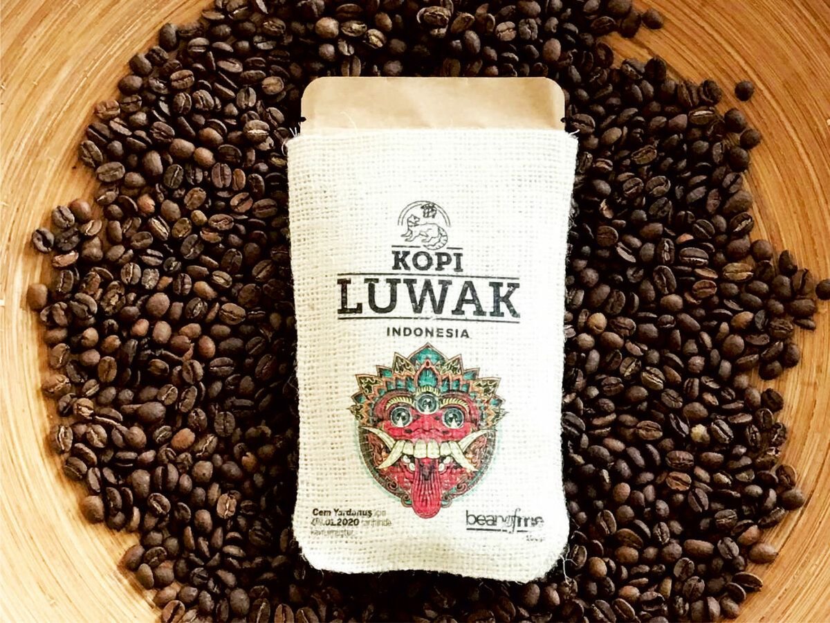 Дорогой кофе. Кофе Лювак. Копи Лювак. Кофе Лювак Бали. Кофе в зернах kopi Luwak.