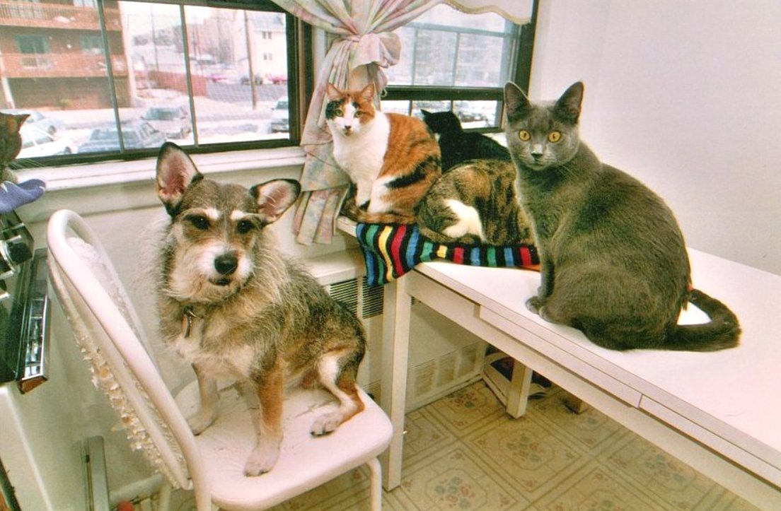 Кошки м собаки которые нашли дом. Собаки живут меньше кошек. Собачки и кошечки. Бездомные кошки и собаки. Собаки живут меньше кошек.