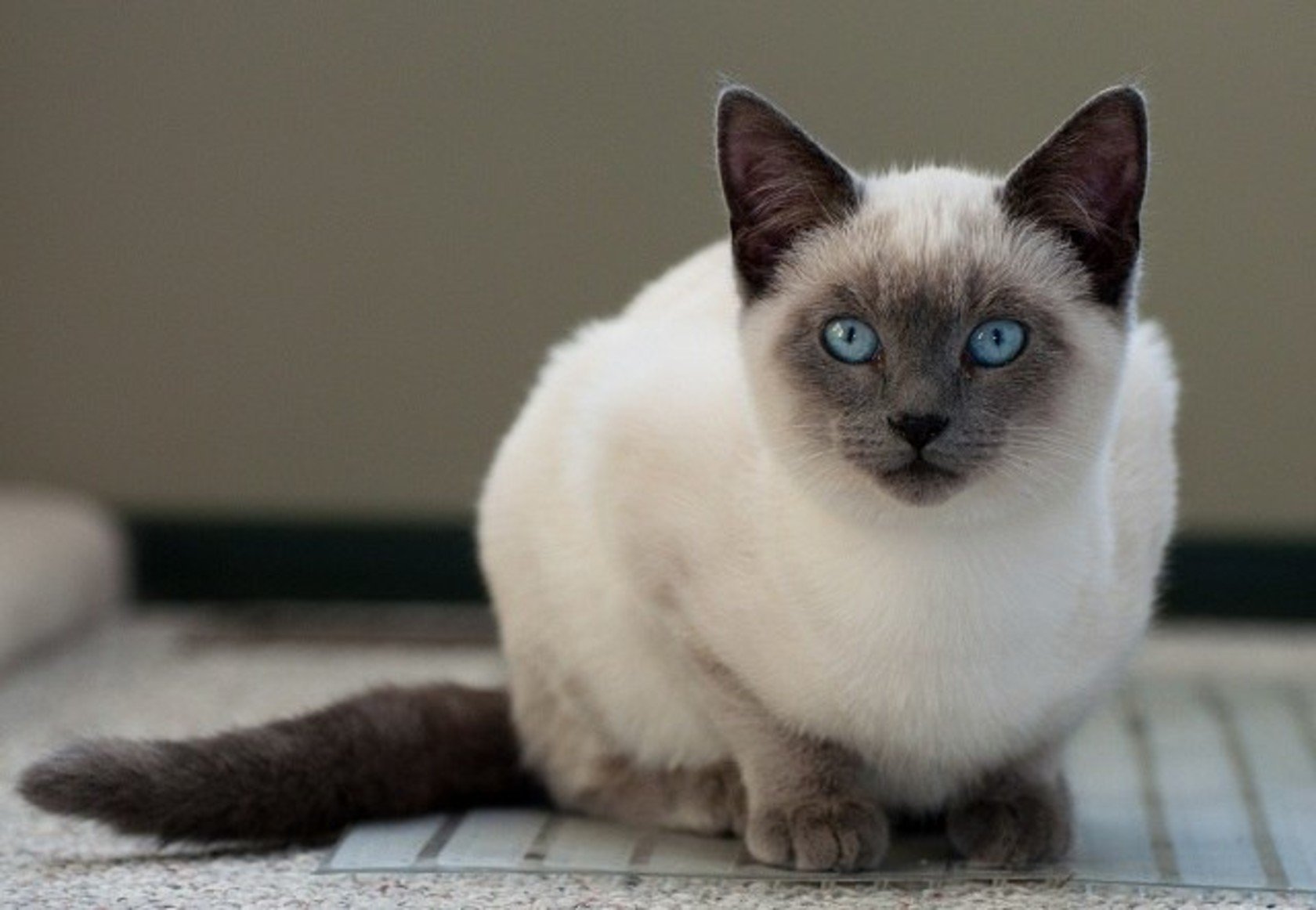 Фотографии сиамской кошки. Сиамская кошка. Сиамская кошка породы кошек. Сиамская порода. Сиамская кошка Сиамская.