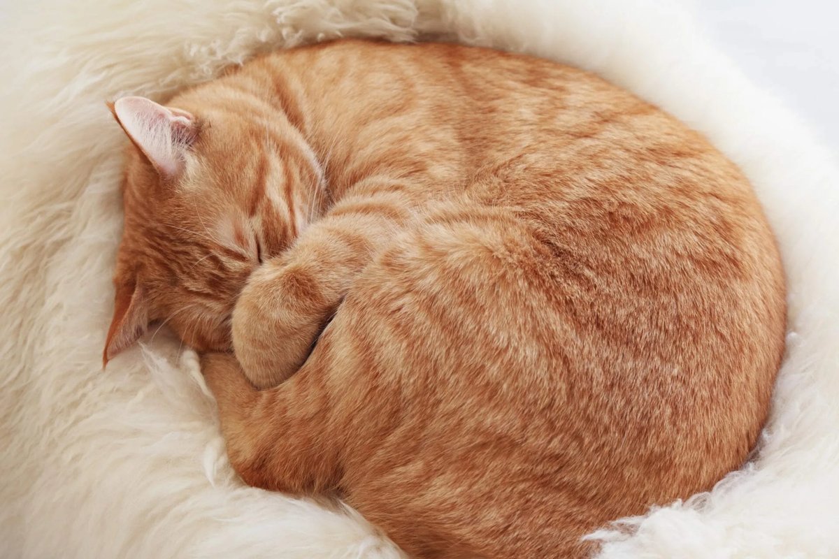 Почему животные спят свернувшись в клубок. Кошка клубочком. Кошка свернулась клубком.