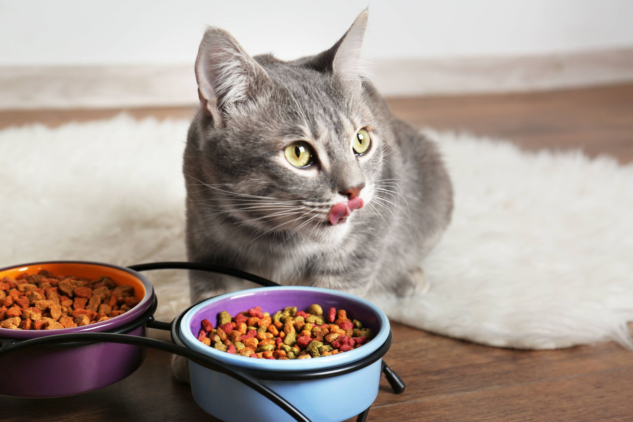 Почему кошка ест котят есть своих. Еда для кошек. Кошачий корм. Миска для кота. Кошка кушает.
