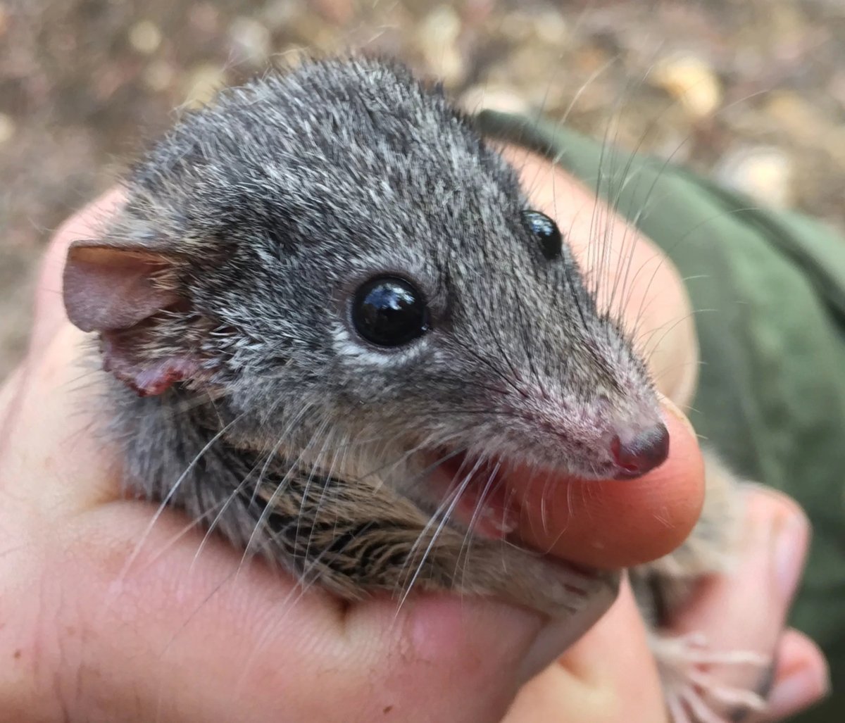 австралия мыши