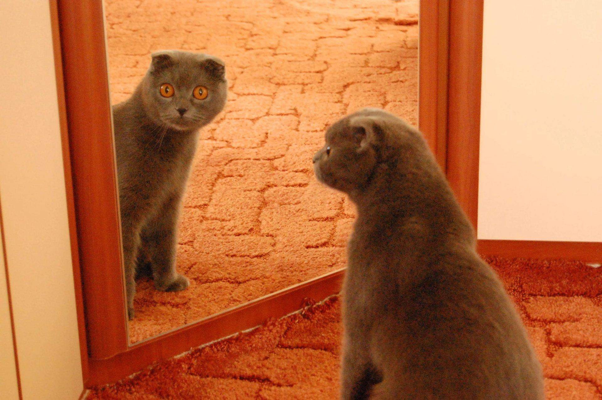 Кошка перед зеркалом