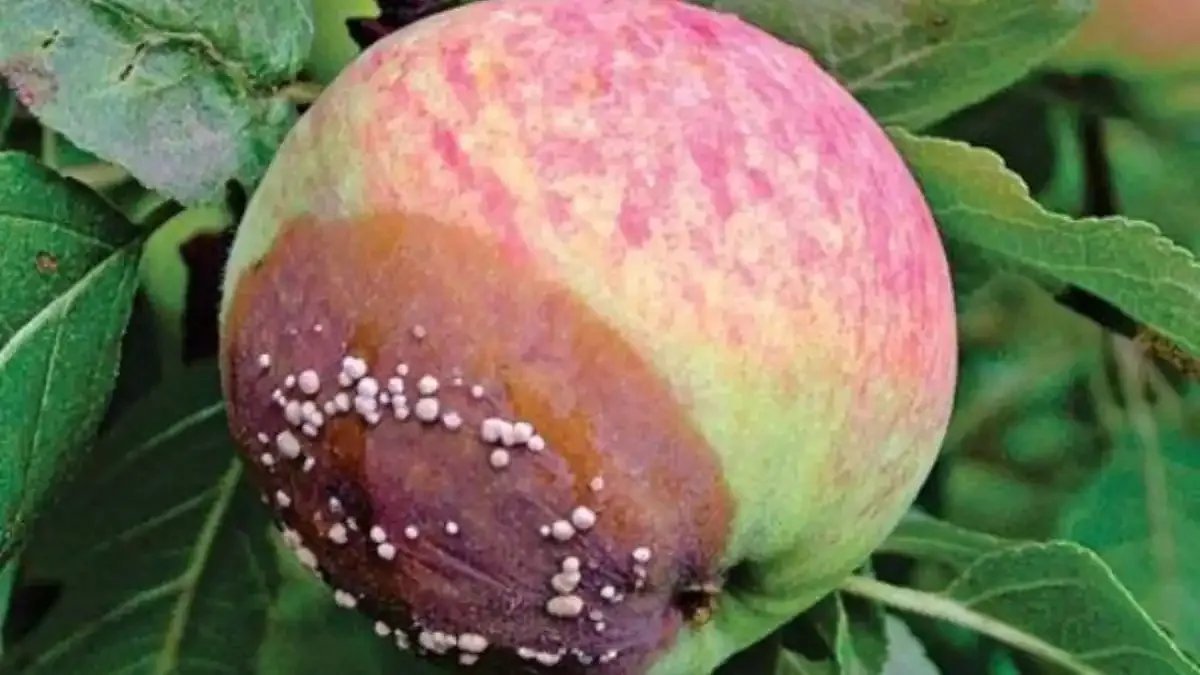 парша монилиоз. плодовая гниль монилиоз груши. болезни яблонь парша. плодовая гниль монилиоз груши. парша монилиоз.