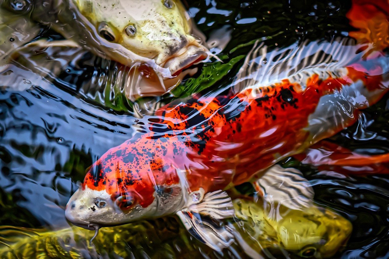 Рыба в японии. Карпы кои. Японский Карп кои. Карп кои Бенигои. Карп-кои (Cyprinus Carpio) аквариум.