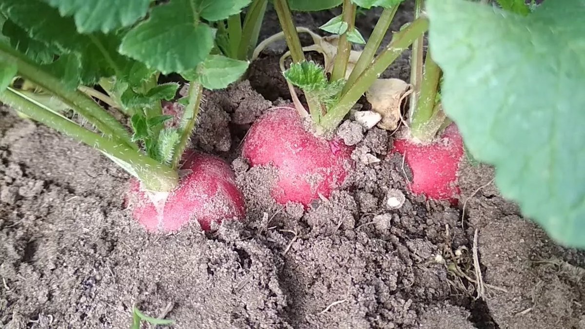 посев семян редиса. лунки для редиса. посадка редиса в марте 2024. посадка редиса в марте 2024.