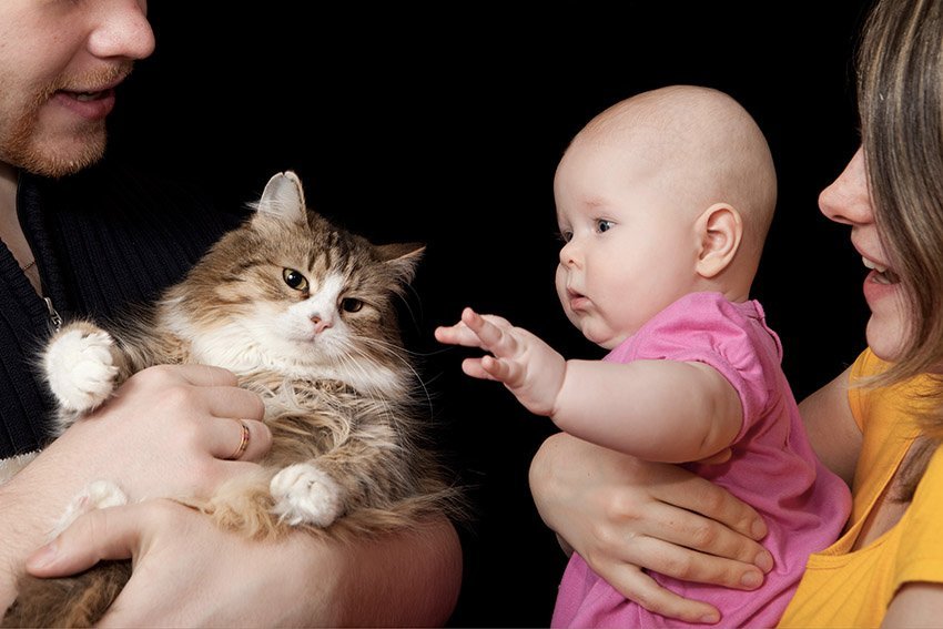Котики и детки картинки