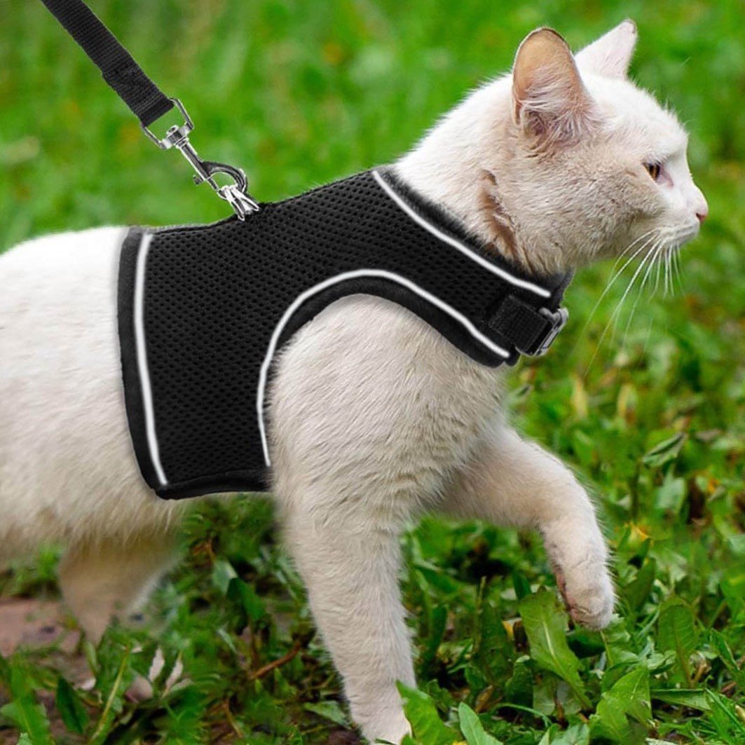Как одеть шлейку на кошку пошаговое фото