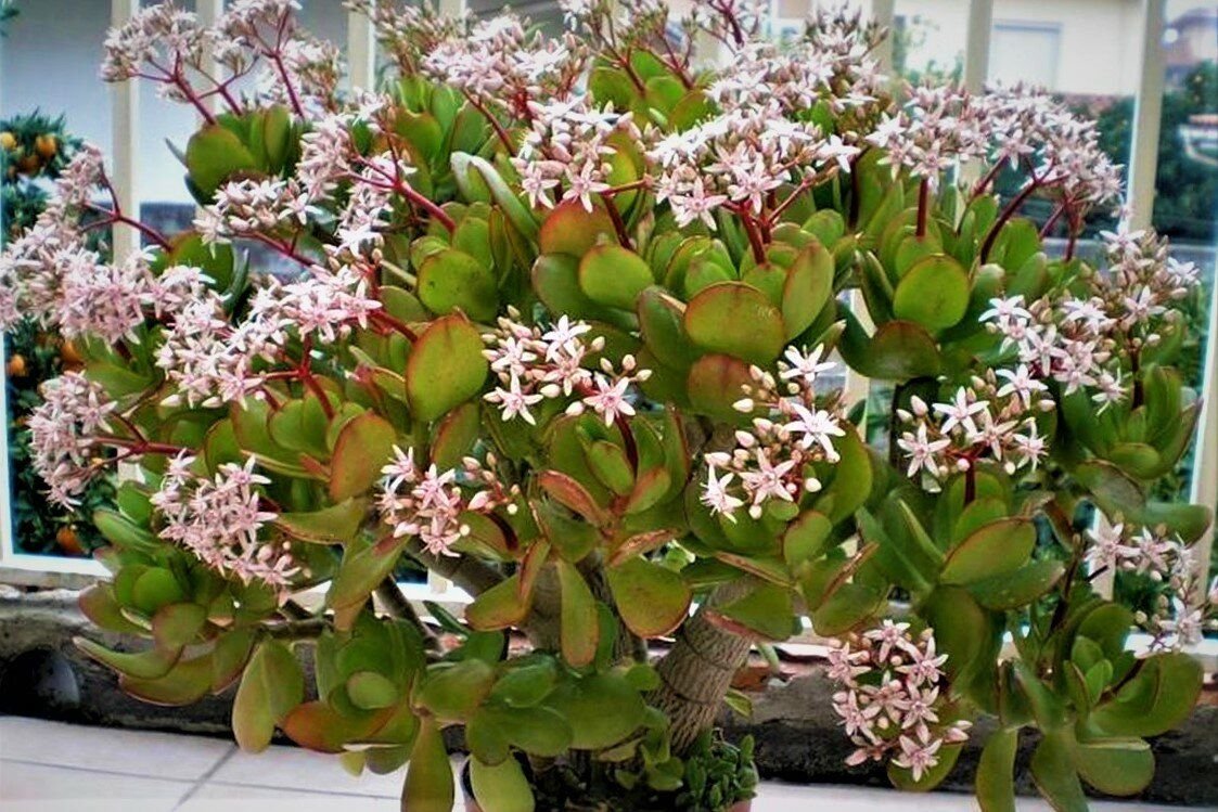 домашние цветы денежное дерево фото