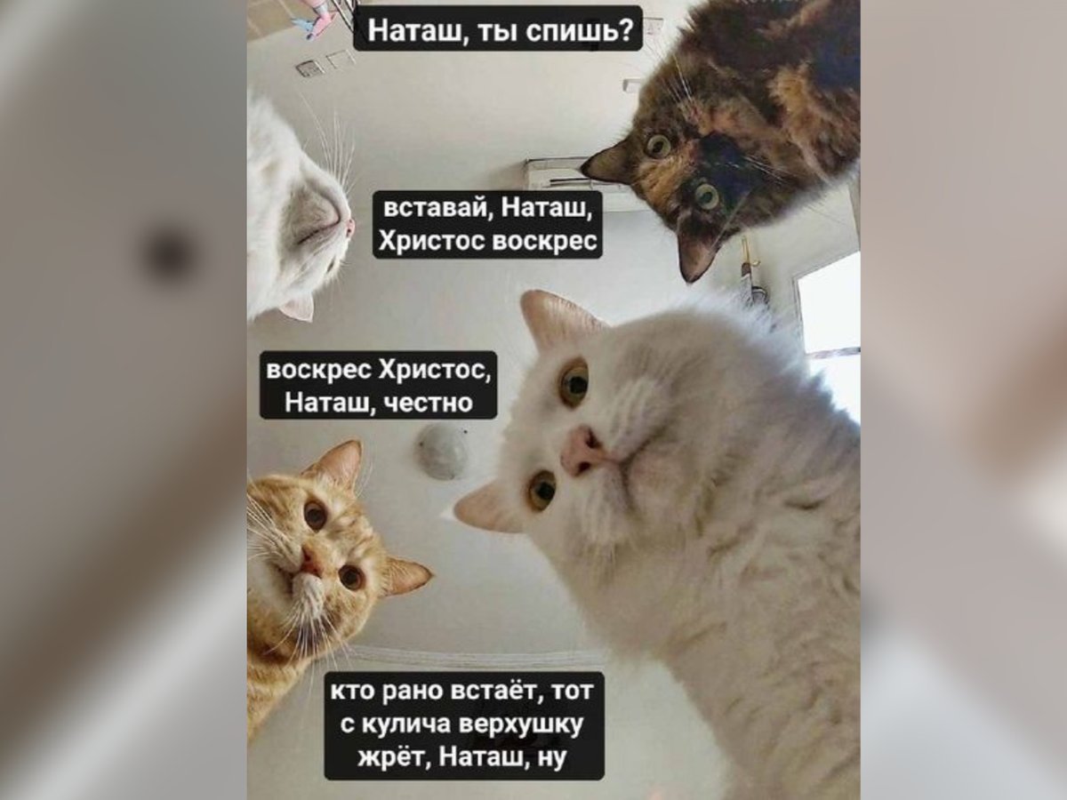 Мем про Наташу и котов