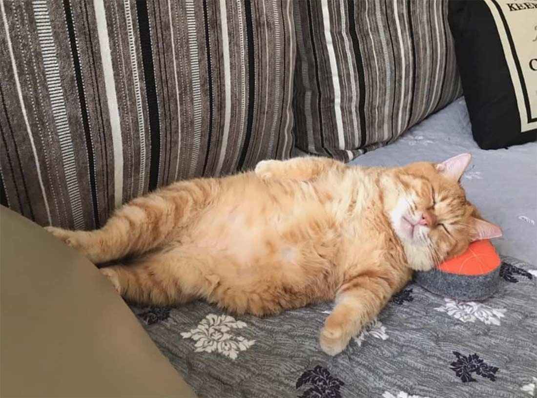 Жирный кот спит