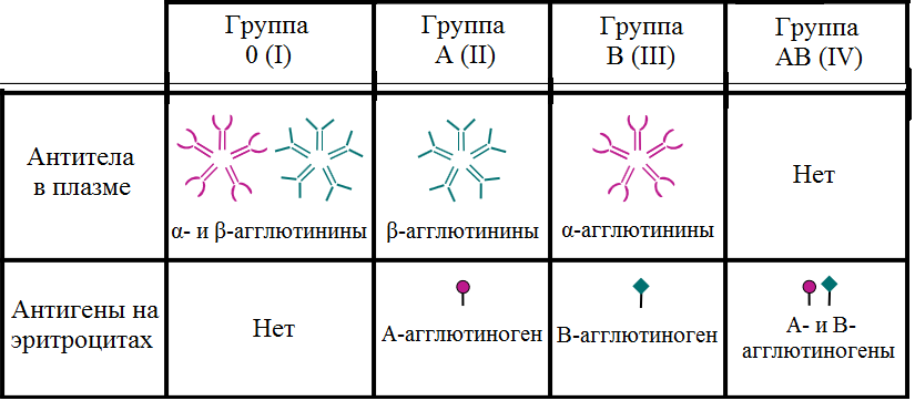 Какими цифрами обозначены изображения крови