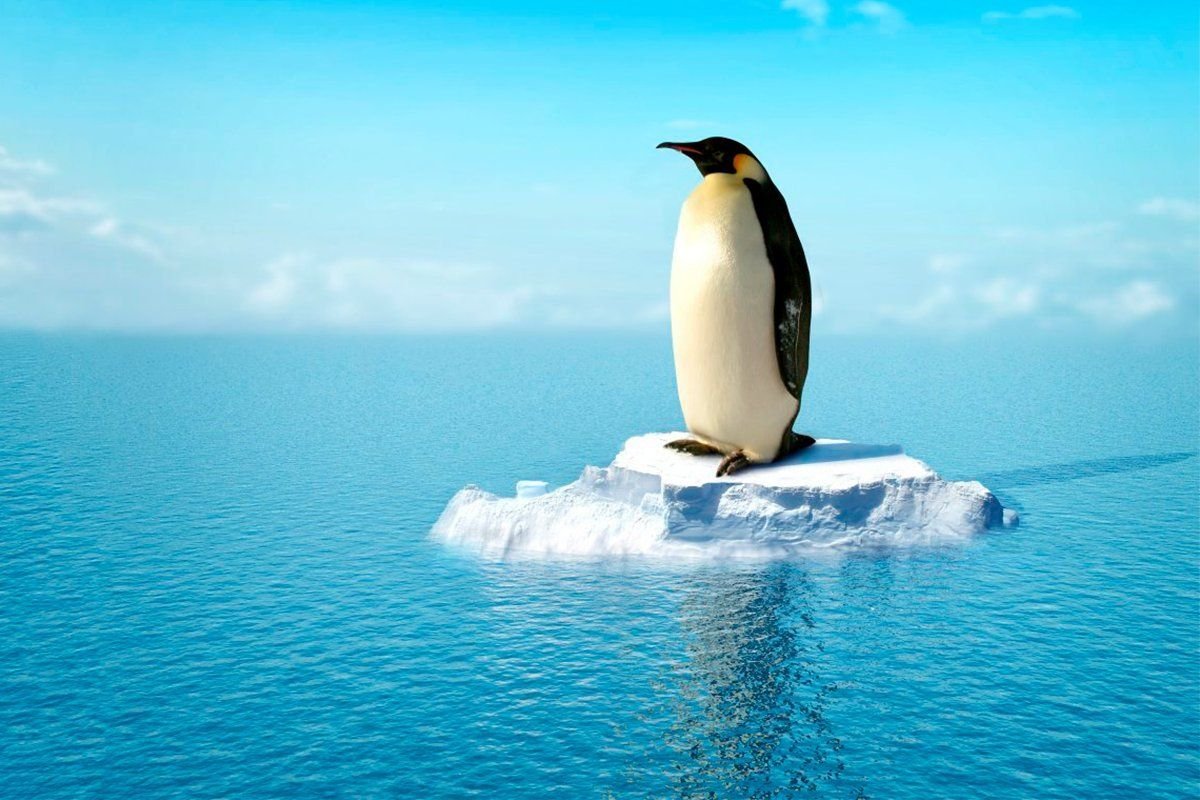 Пингвин на фоне корабля