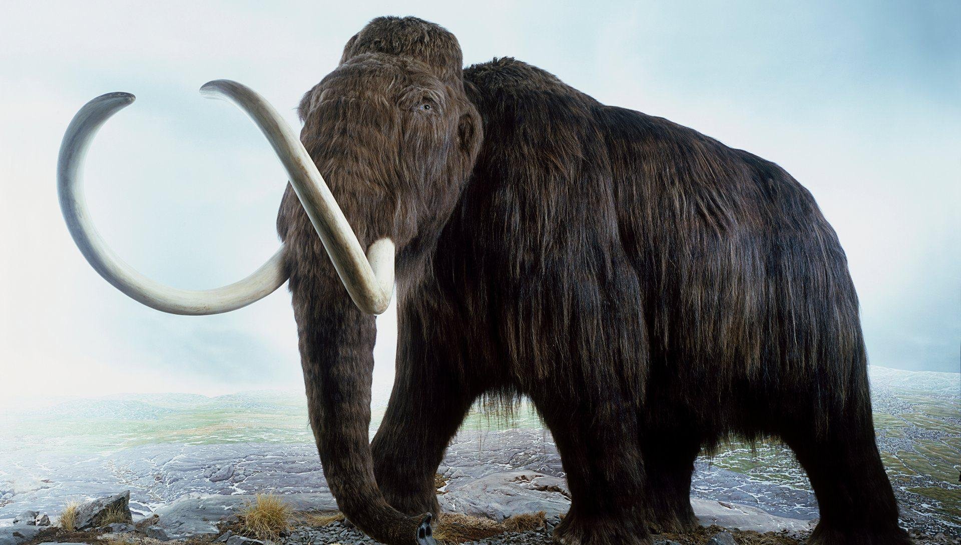 Mammoth Woolly Mammoth