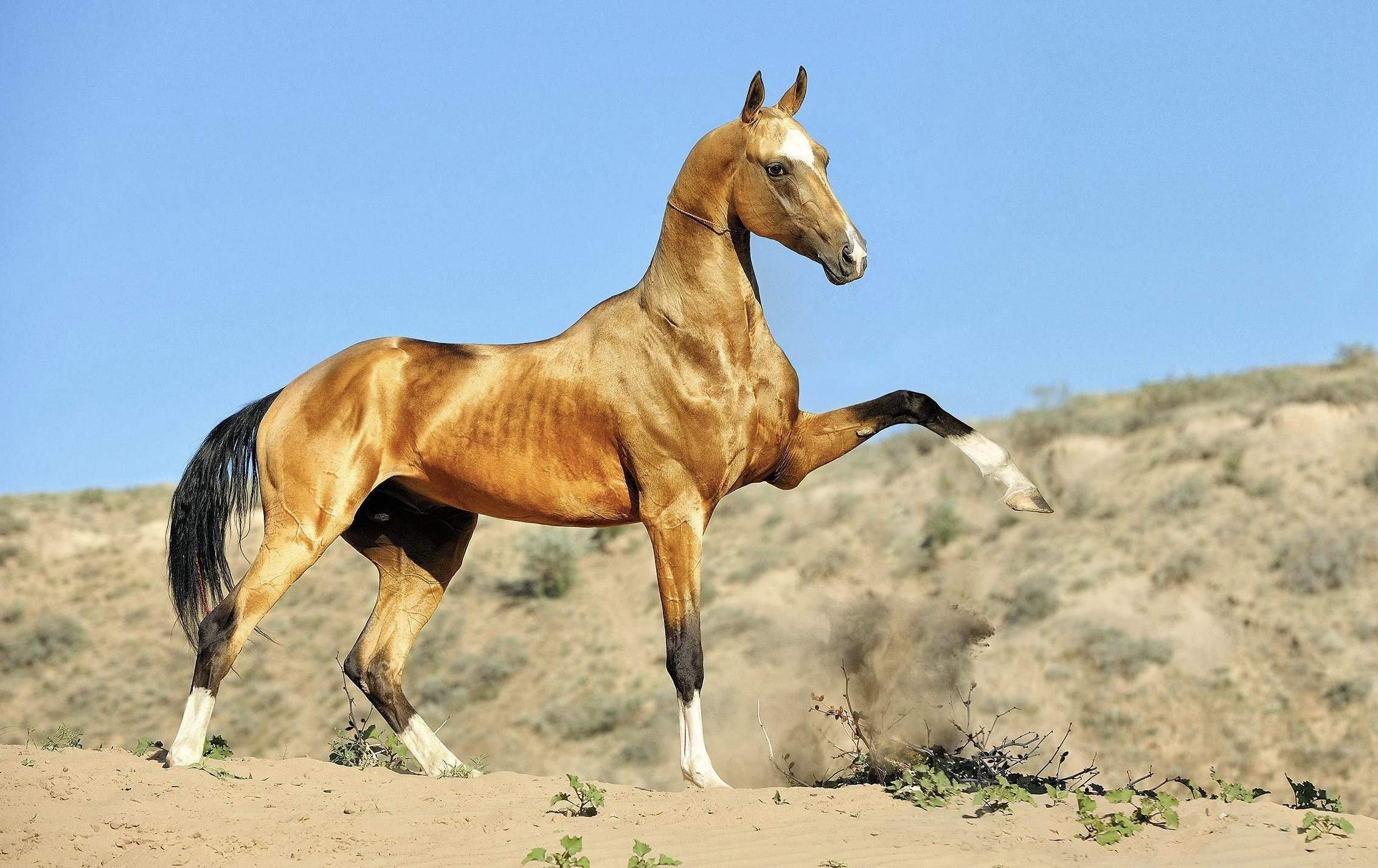 Qué significa caballos