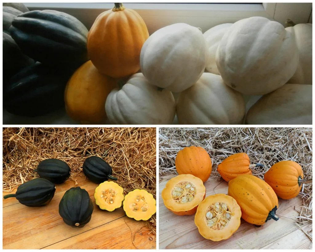 Семечки тыквенные. Тыква грушевидная. Сорт тыквы для семечек. Семена тыквы. Семена тыква вега.