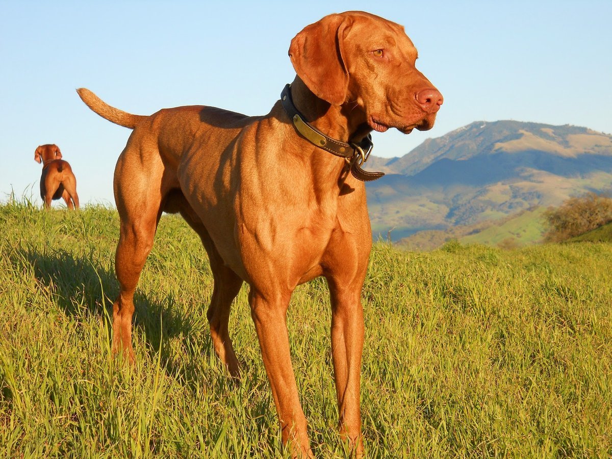 Породы крупных охотничьих собак с фотографиями и названиями