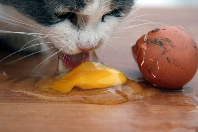 Можно котам вареные яйца. Кот ест яйца вареные. Кошка ест сырое яйцо. Яичный кот. Кот вылизывает яйца.