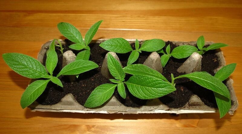 Пикировка гелиотропа. Всходы гелиотропа. Гелиотроп посадка семян на рассаду. Гелиотроп пикировка рассады. Когда сажать рассаду гелиотропа.