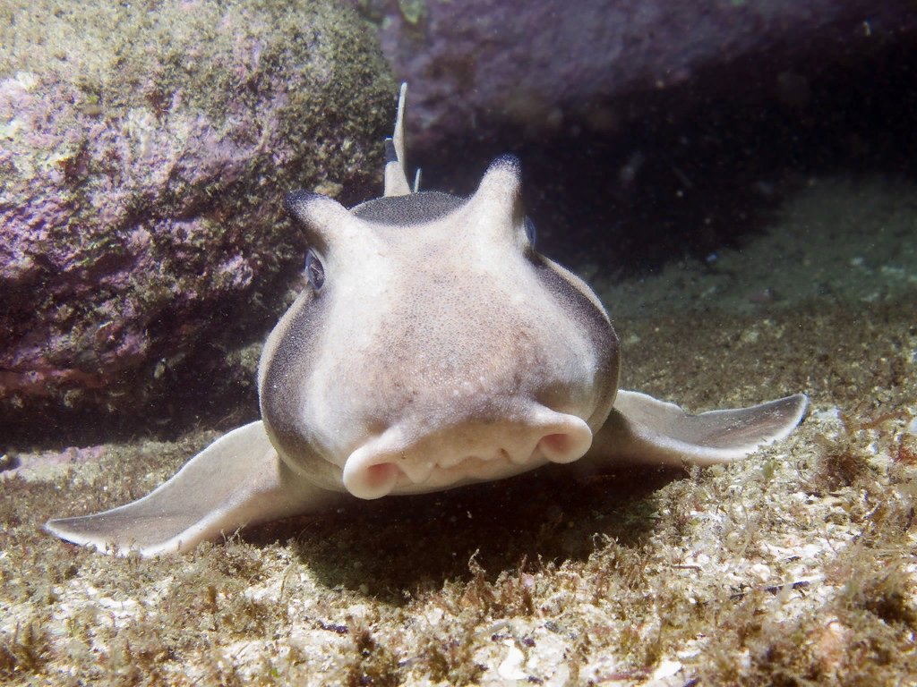 Акула свинья фото