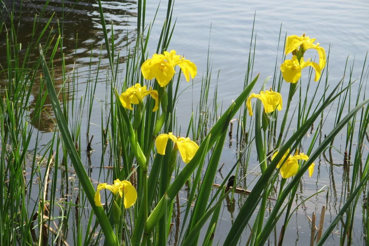 Ирис болотный аировидный желтый. Болотный желтый. Ирис болотный, касатик болотный (ложноаировый, ирис желтый). Ирис аировидный. Ирис сибирский болотный желтый.