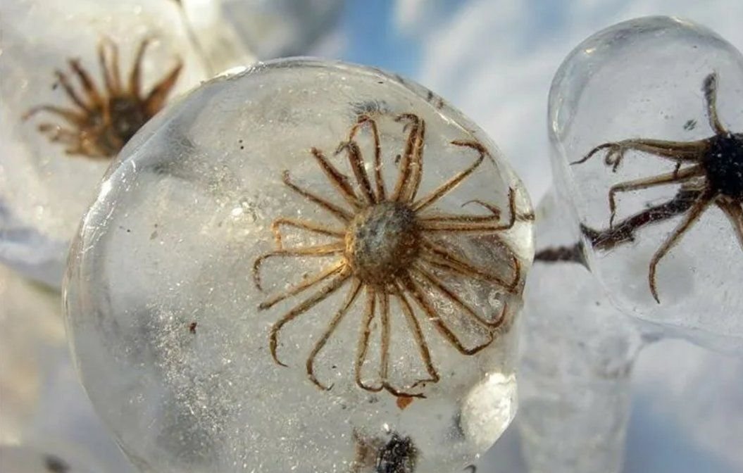 зимний паучок. что едят пауки зимой. паук питается. ледяные пауки. снежные паучки.