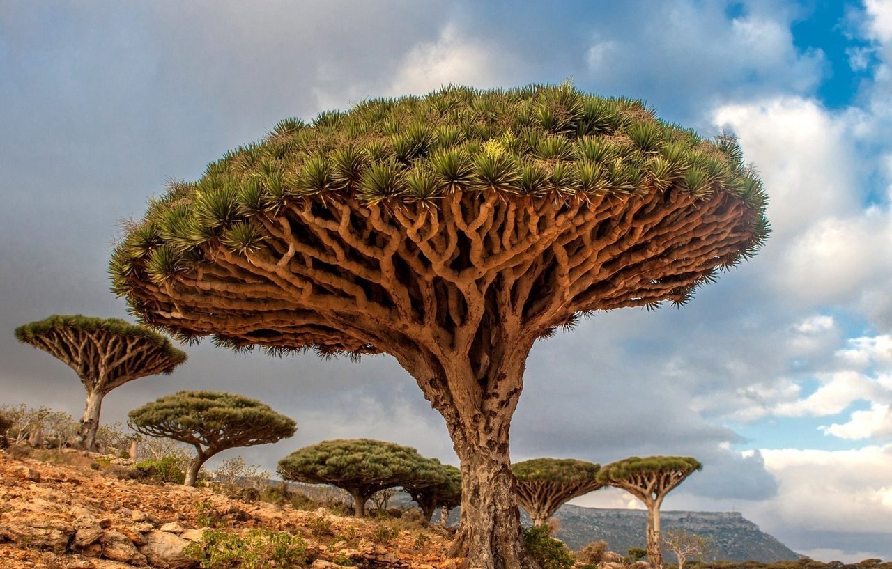 фото необычных деревьев мира