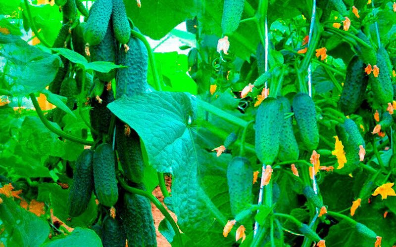 огурец уральский корнишон f1. семена огурцов санькина любовь. огурец санькина любовь f1 уд. огурцы сорт санькина любовь,. семена санькина любовь огурцы.